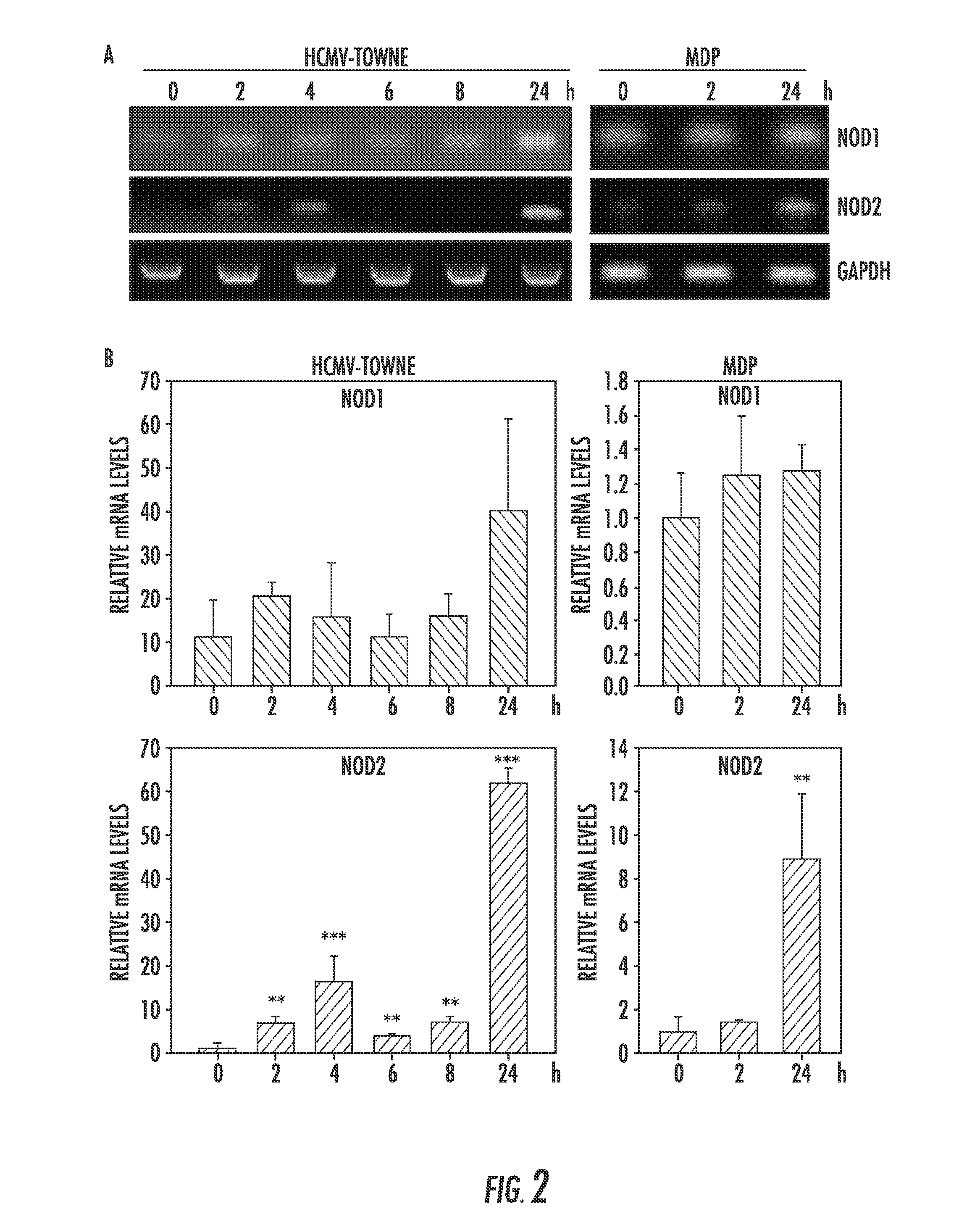 Compositions and methods for prediction and treatment of human cytomegalovirus infections