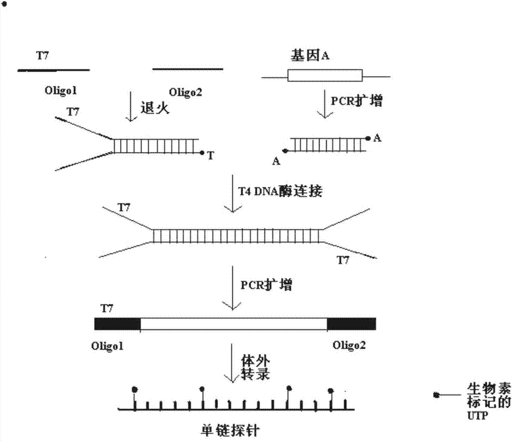 Preparation method of gene DNA (Deoxyribose Nucleic Acid) sequence capture probe