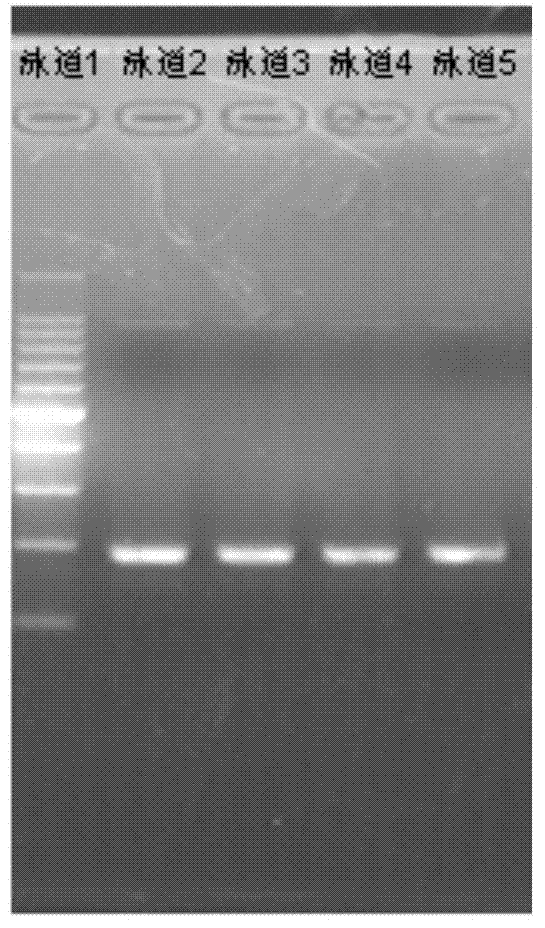 Preparation method of gene DNA (Deoxyribose Nucleic Acid) sequence capture probe