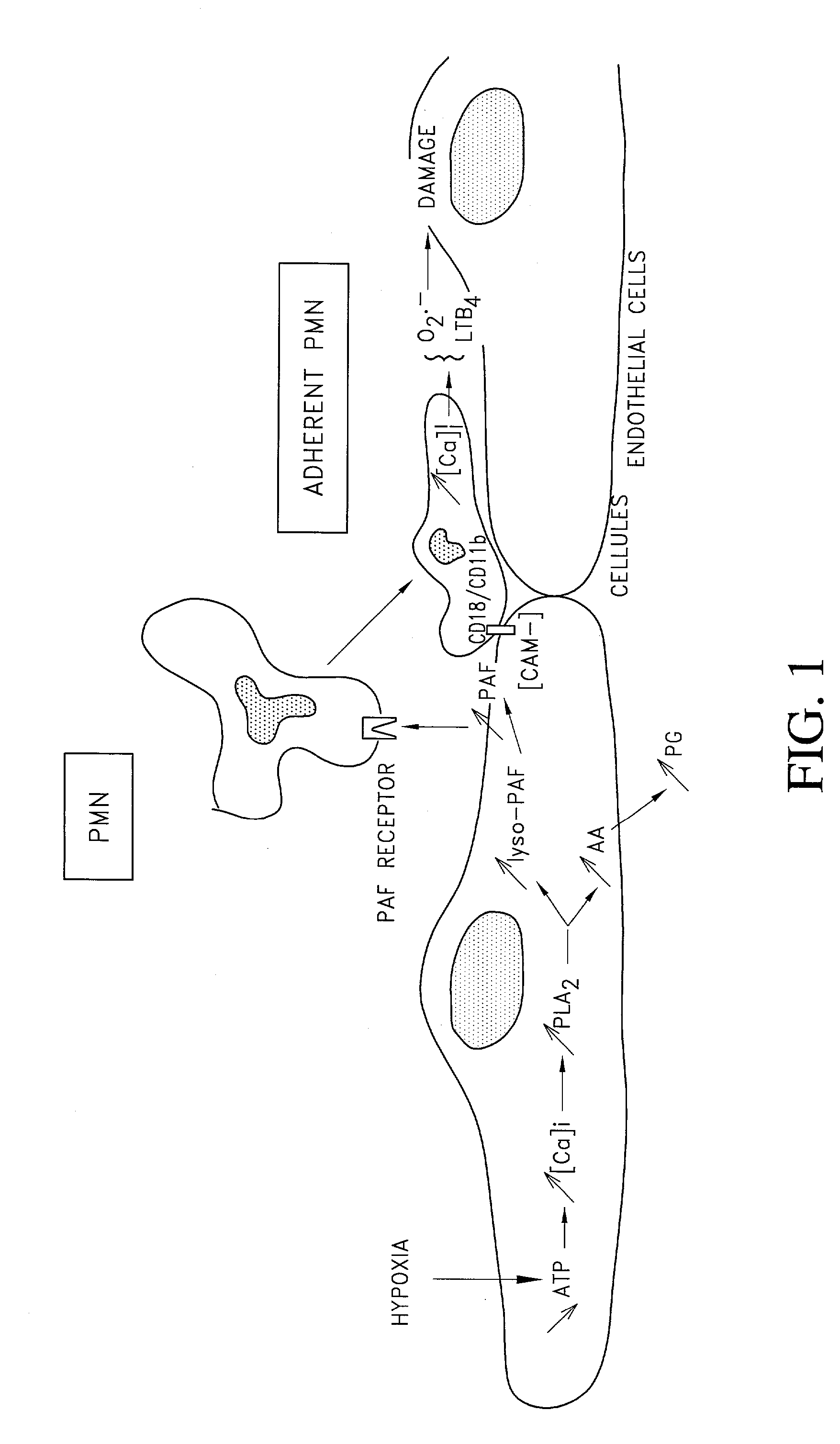 Use of a pharmaceutical composition for treating and/or preventing ischemia