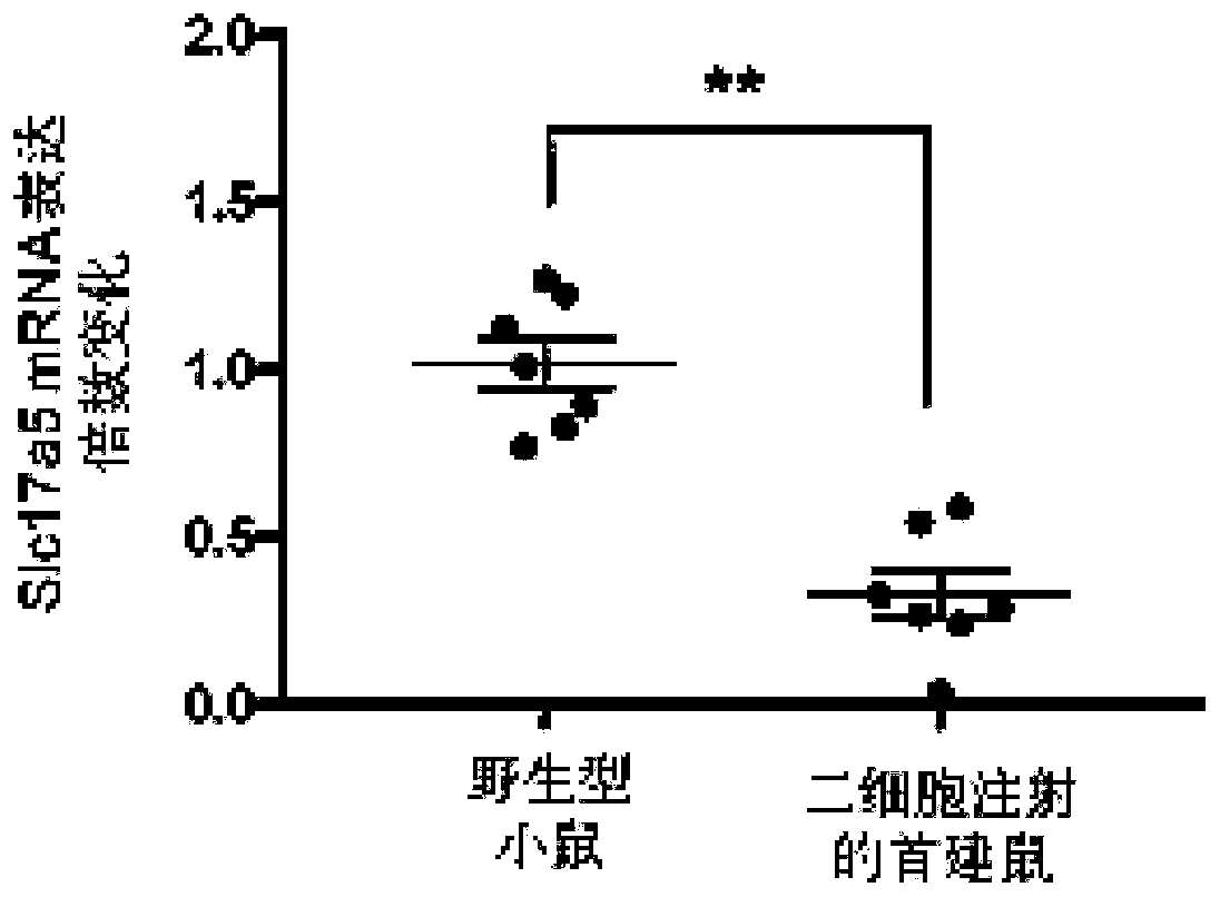 Method for constructing knock-out mouse model to analyze lethal gene function by utilizing CRISPR/Cas9 (Clustered Regularly Interspaced Short Palindromic Repeats/CRISPR associated protein 9) system