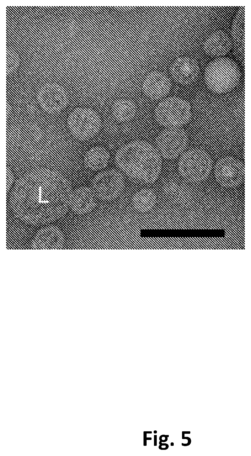 Stabilized non-enveloped virus compositions