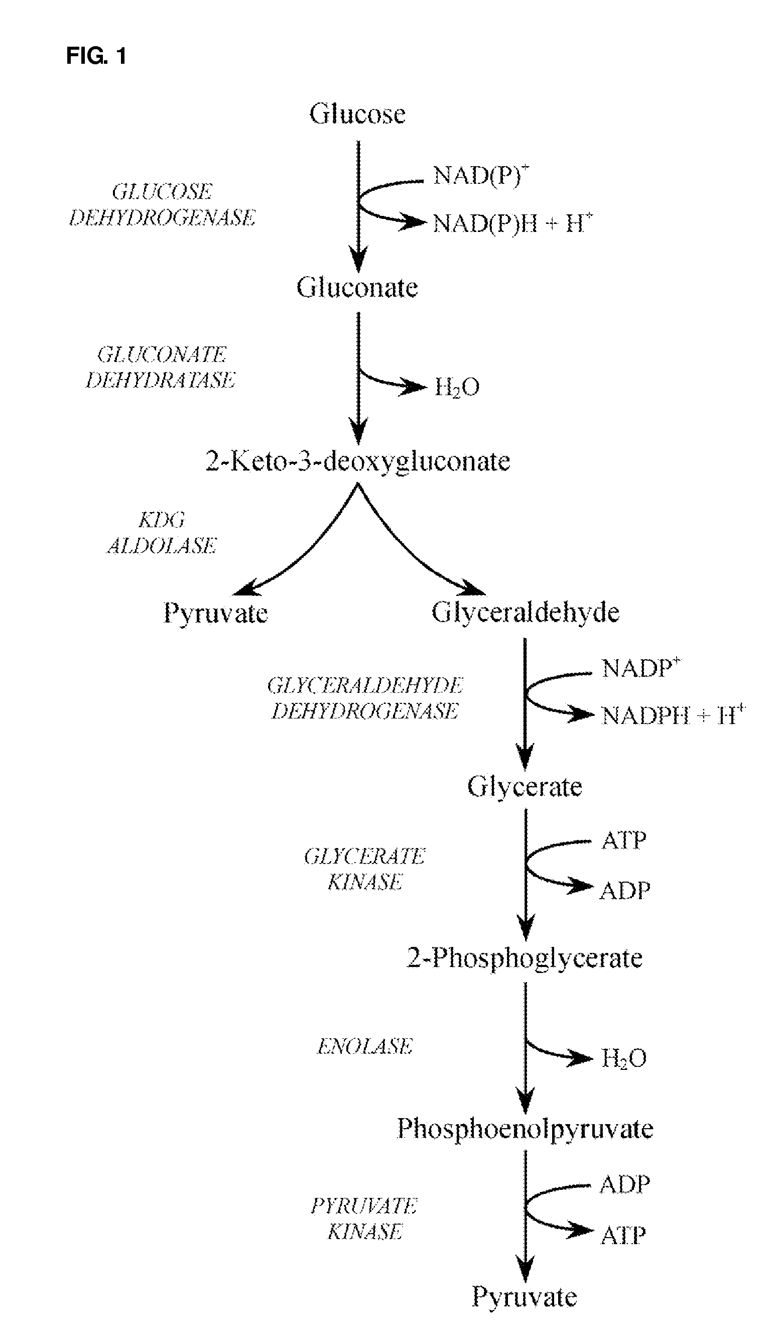 Noven thermostable gluconate dehydratase and use thereof