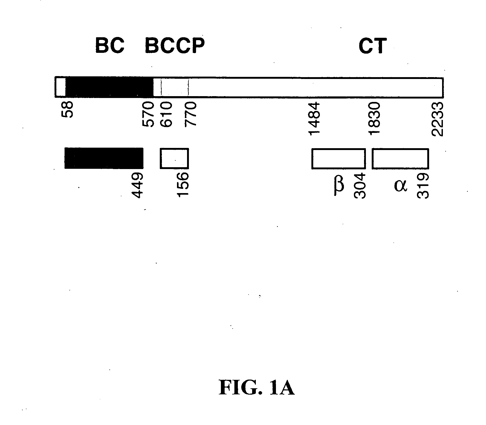 Methods of using crystal structure of carboxyltransferase domain of acetyl-CoA carboxylase, modulators thereof, and computer methods