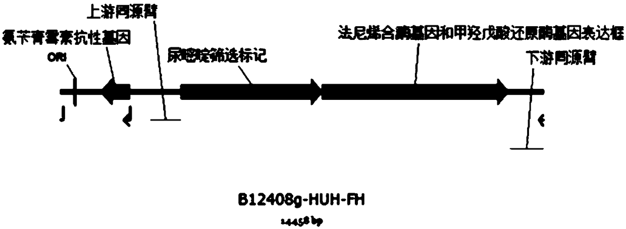 Yarrowia lipolytica for producing farnesene