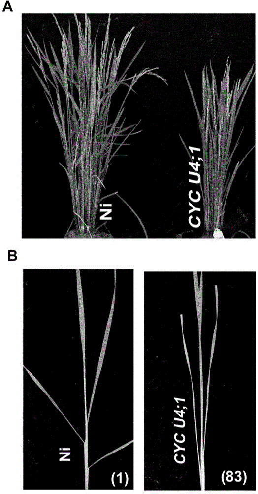 Gene for controlling rice stem-leaf angle and application of gene
