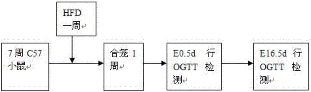 Method for rapidly establishing gestational-diabetes-mellitus mouse animal model