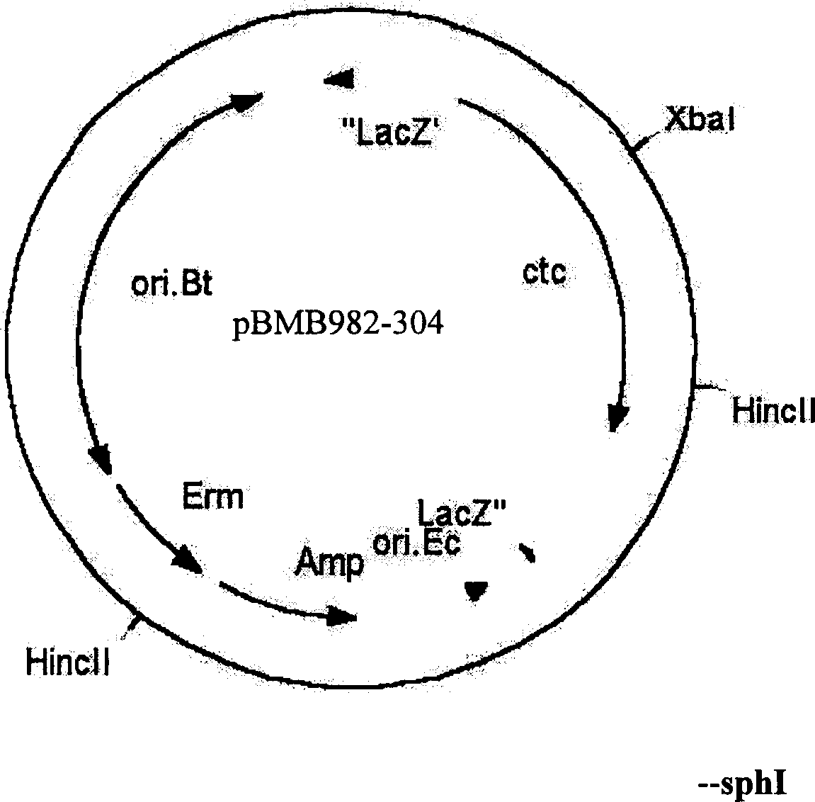 Method of revealing target protein on cell surface using bactospein S layer protein as carrier and application thereof