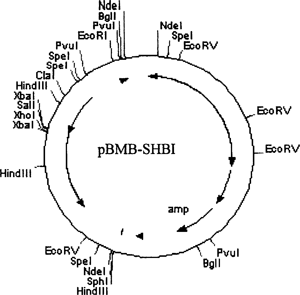 Method of revealing target protein on cell surface using bactospein S layer protein as carrier and application thereof