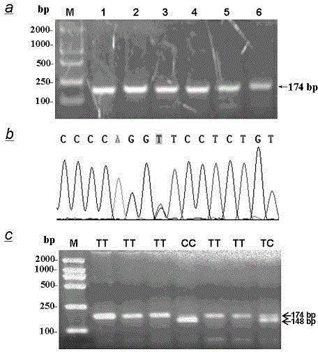 FDFT1 gene key loci affecting Chinese simmental cattle fat deposition