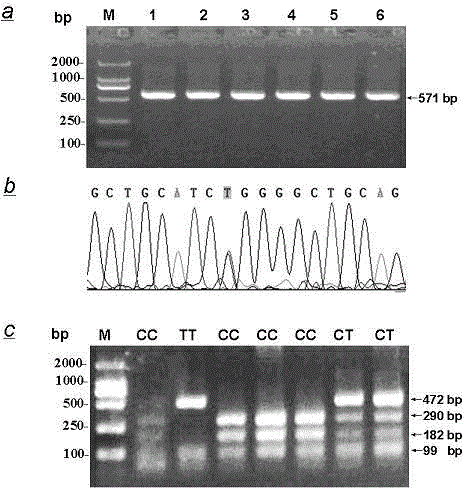 FDFT1 gene key loci affecting Chinese simmental cattle fat deposition