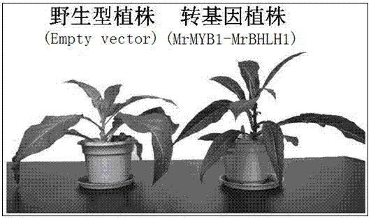 Method for cultivating tobacco rich in anthocyanin and application thereof