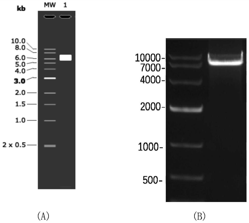 CAR-NK transgenosis carrier based on replication defective recombinant lentivirus, and construction method and application of CAR-NK transgenosis carrier