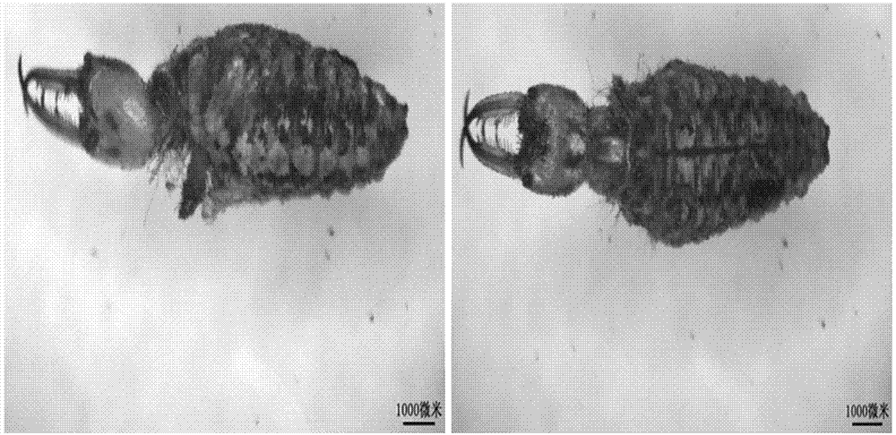 Thin-layer chromatography identification method for ant lions