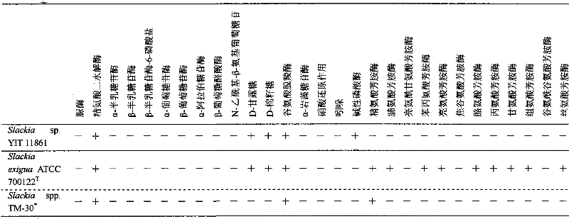 Equol-producing bacterium and use thereof