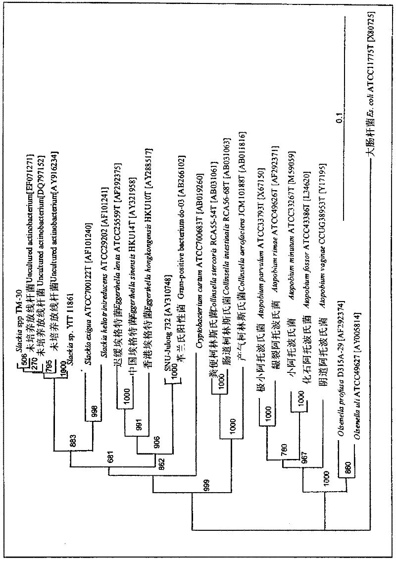 Equol-producing bacterium and use thereof