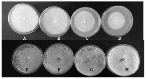 A peanut rhizosphere Bacillus amyloliquefaciens and its application