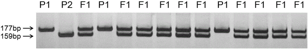 Method for quickly identifying purity of cucumber rootstock Heli II by use of molecular marker