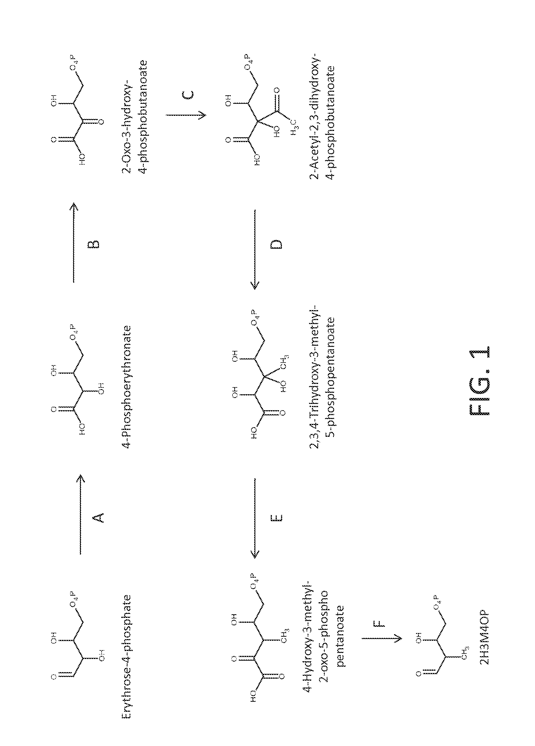 Microorganisms and processes for producing terephthalic acid and its salts