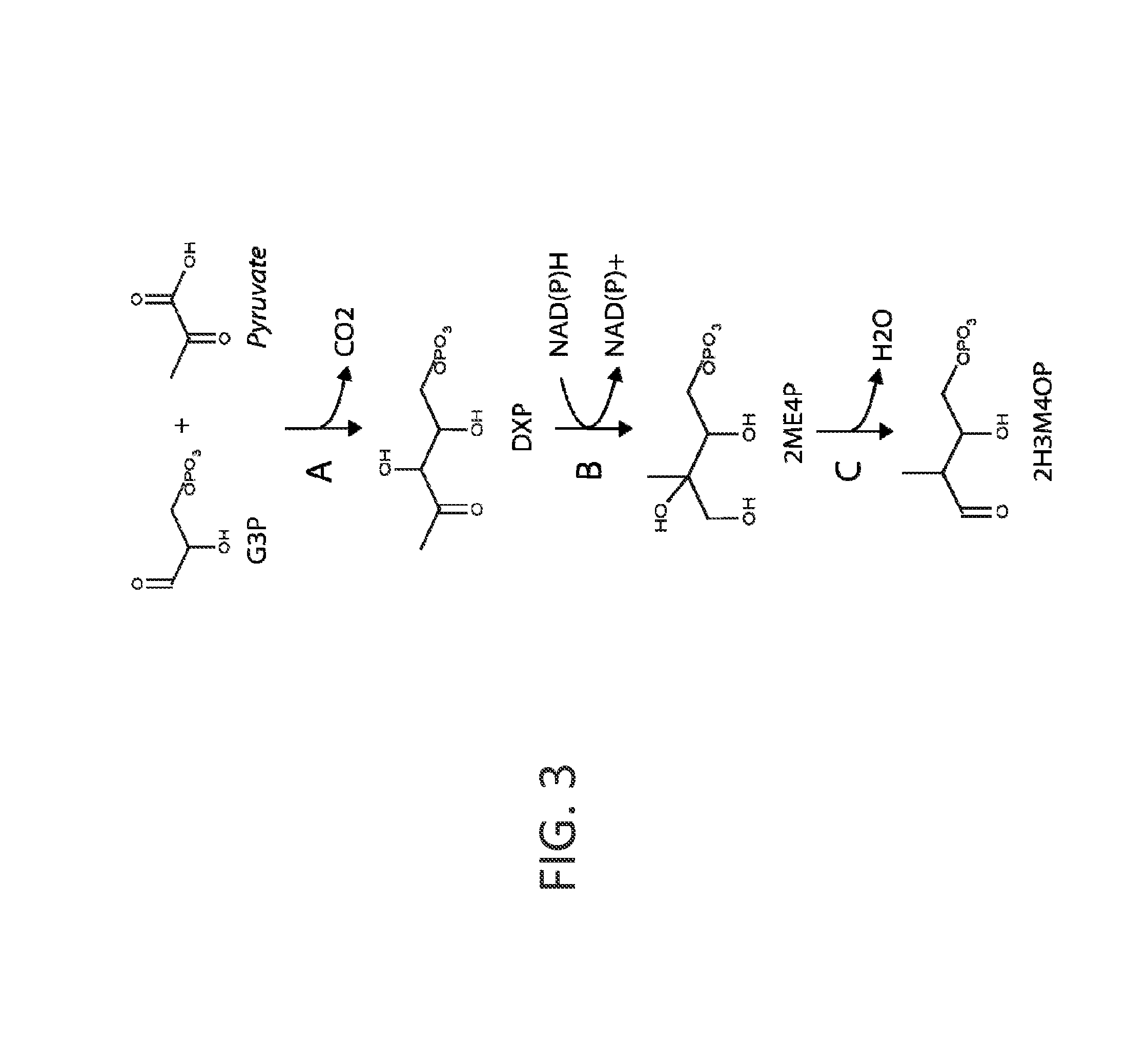 Microorganisms and processes for producing terephthalic acid and its salts