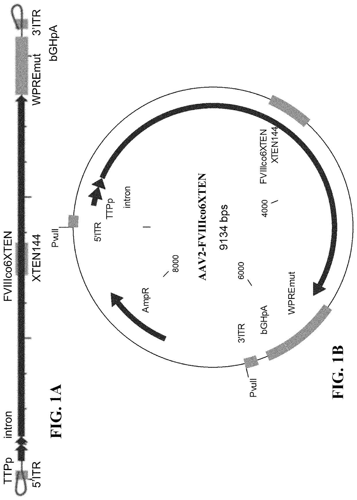 Nucleic acid molecules and uses thereof