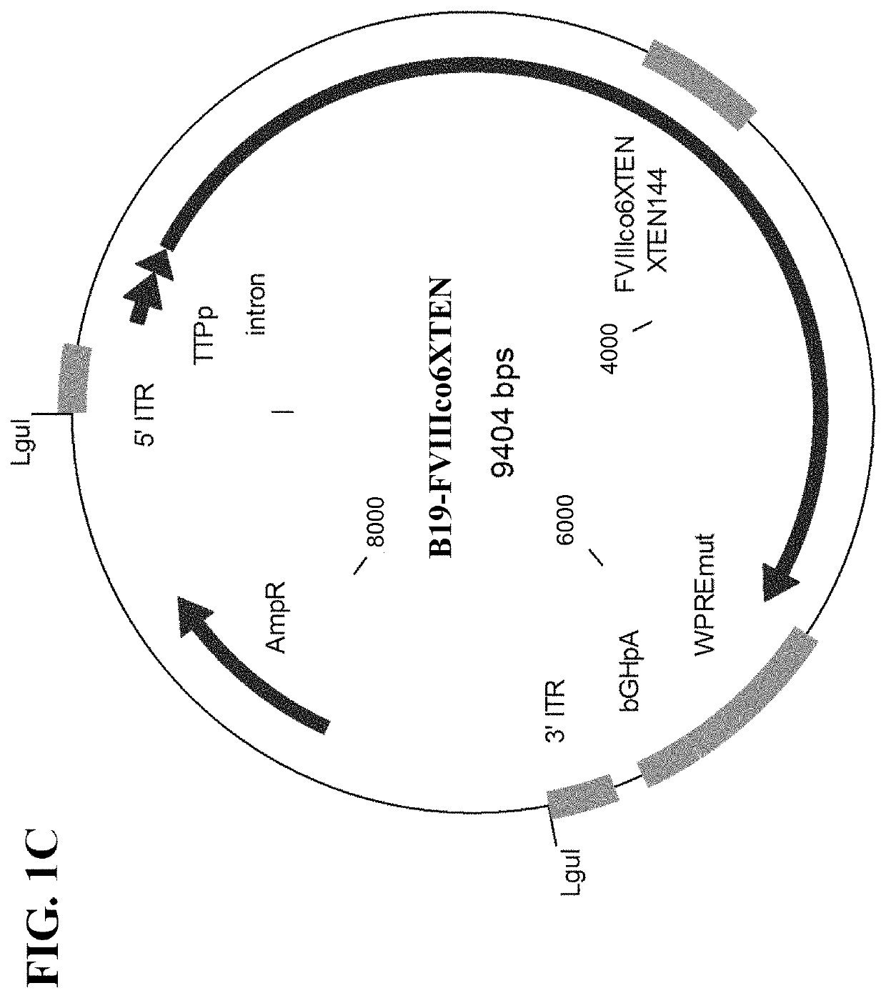 Nucleic acid molecules and uses thereof