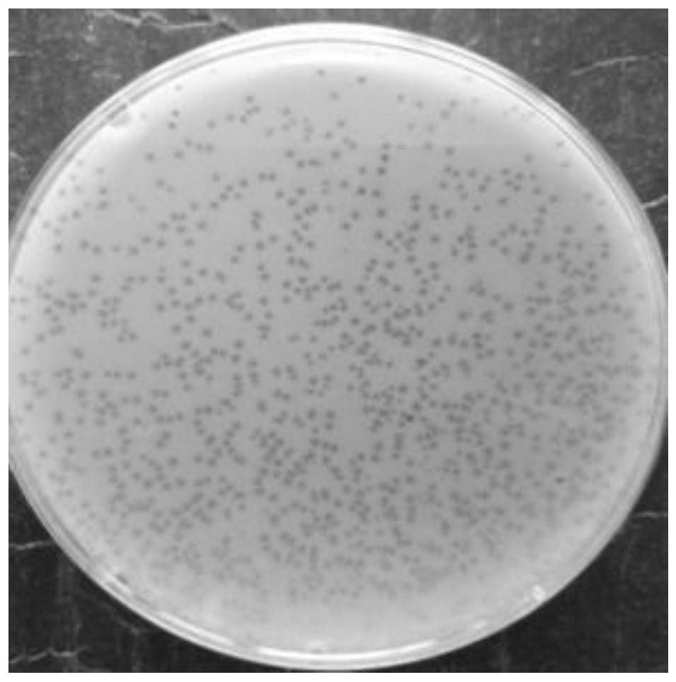 A Salmonella phage lpse34 and its application in food