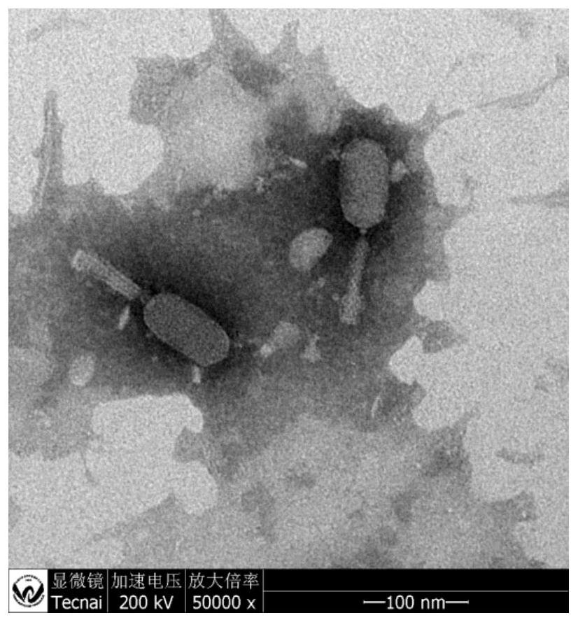 A Salmonella phage lpse34 and its application in food