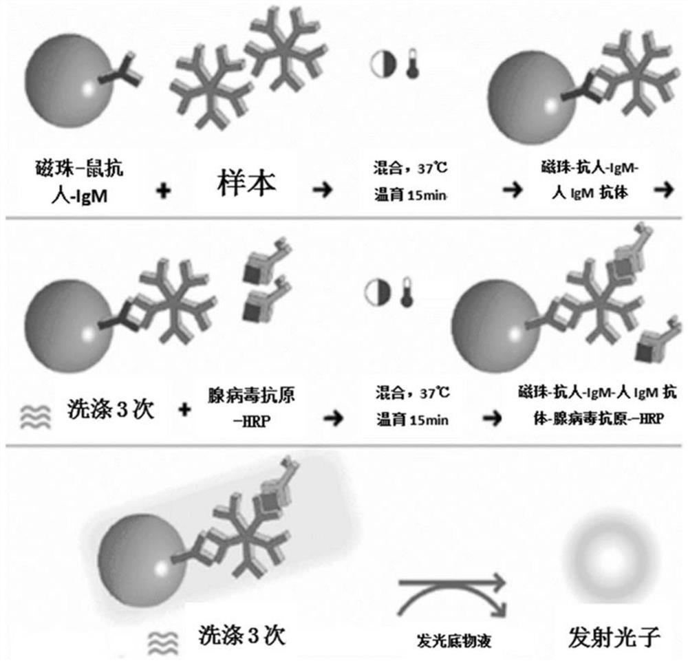 Kit for detecting adenovirus IgM antibody by magnetic particle chemiluminiscence method and preparation method of kit