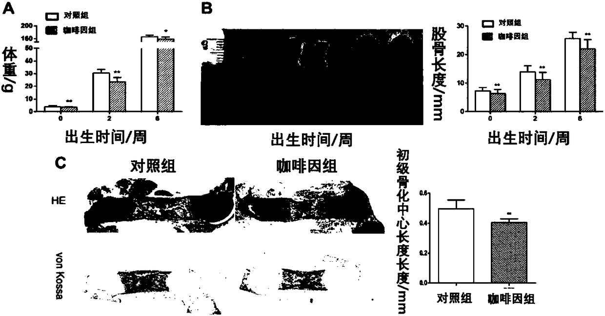 Construction method and application of animal model suffering from fetal-origin adult osteoporosis