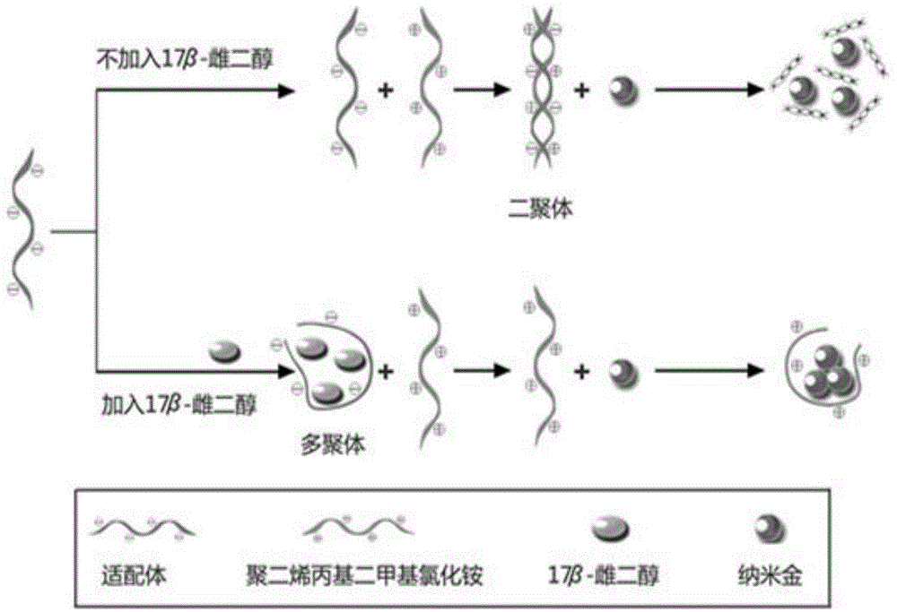Method for detecting 17beta-estradiol by employing colorimetric method based on nucleic acid aptamer
