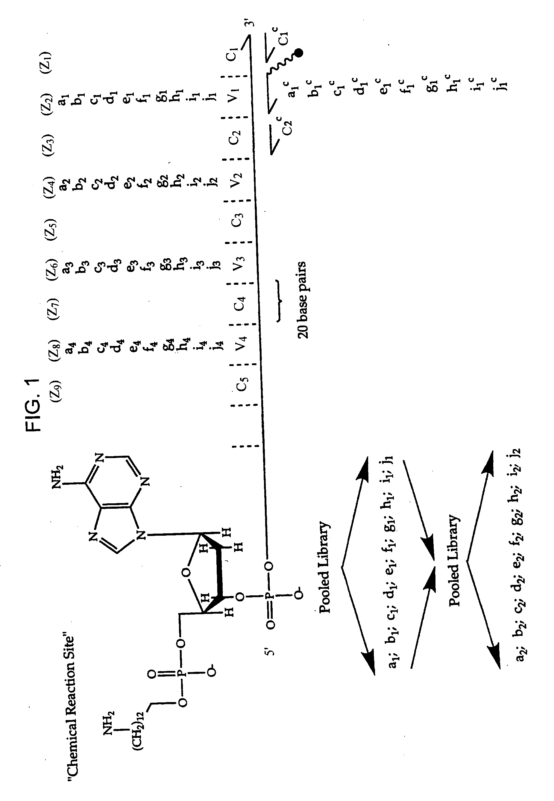 DNA-templated combinatorial library device and method for use