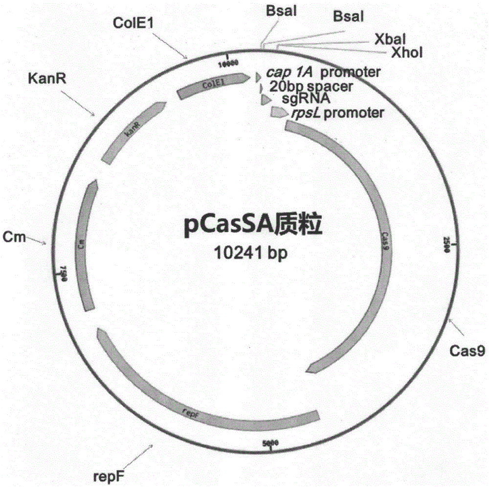 pCasSA plasmid and application thereof