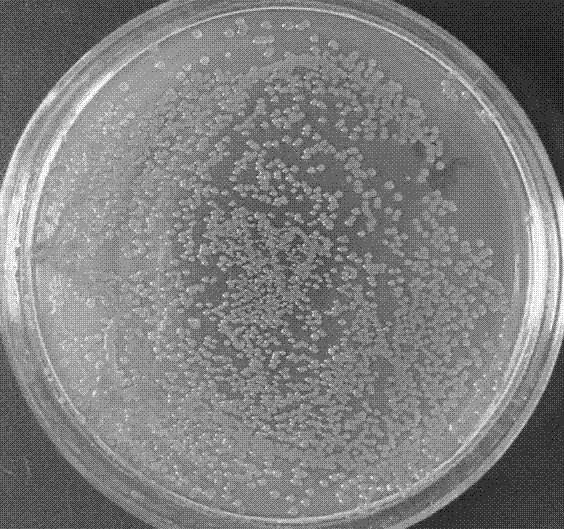 Micrococcus luteus strain and application thereof