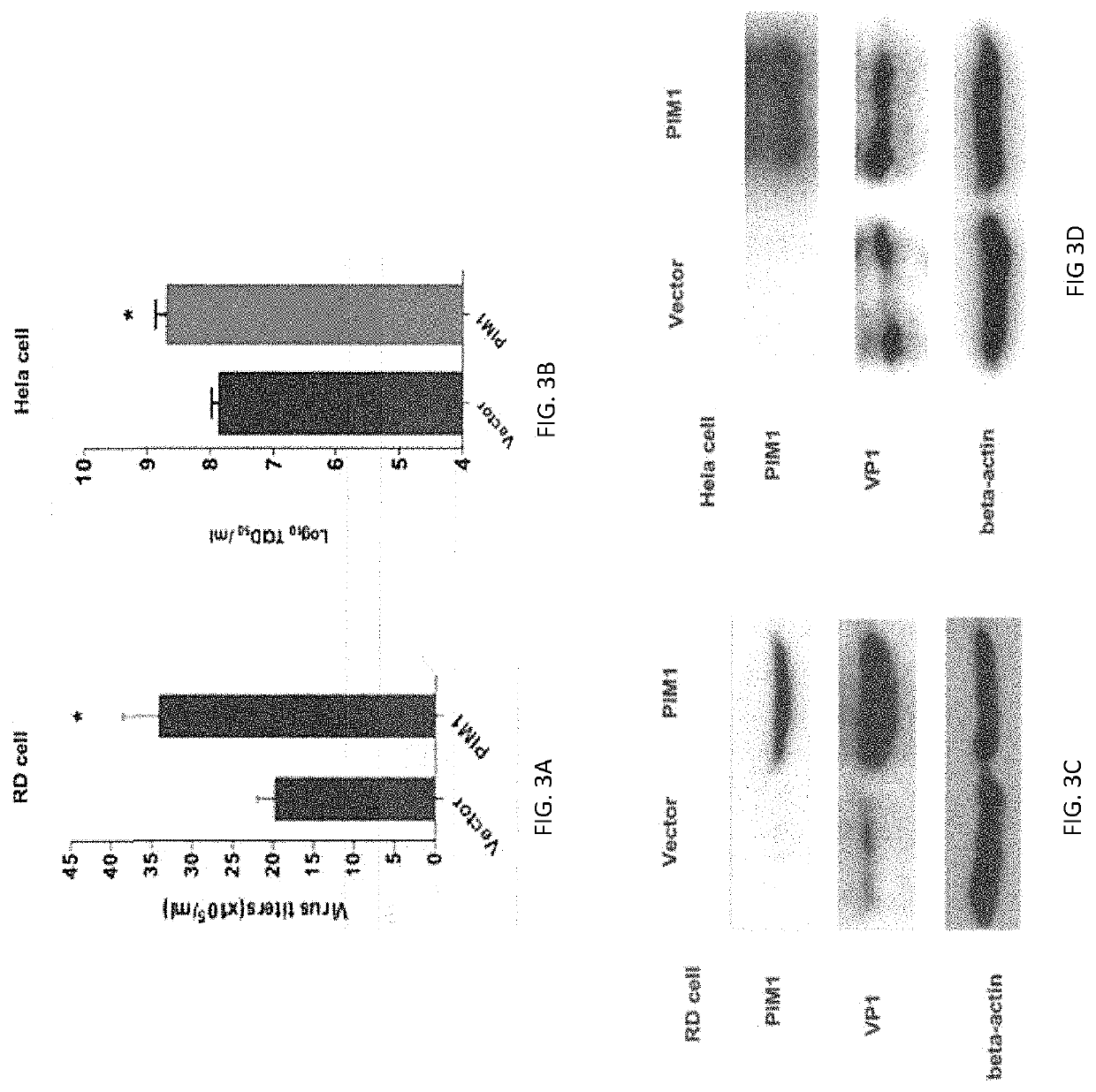 Pim1 inhibitors for use in treatment of viral infection and pharmaceutical compositions thereof