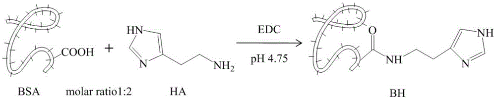 Functional albumin and preparation method of nano preparation of functional albumin