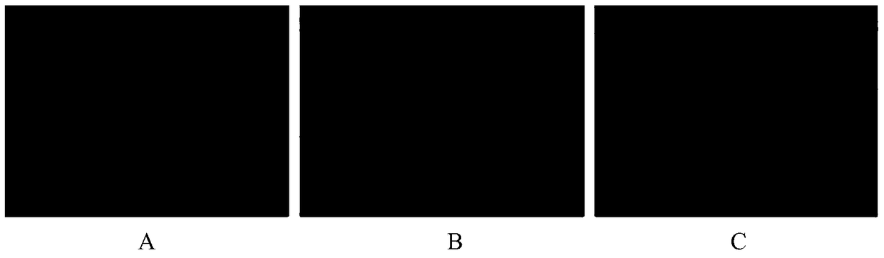 Alcoholic extract of Schisandra chinensis and its application in the preparation of anti-hepatic fibrosis drugs