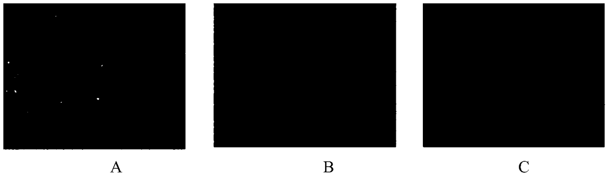 Alcoholic extract of Schisandra chinensis and its application in the preparation of anti-hepatic fibrosis drugs