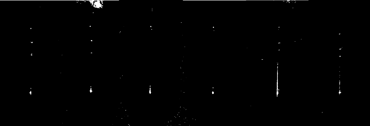 Tendon anti-adhesion film prepared from acellular matrix and preparation method thereof