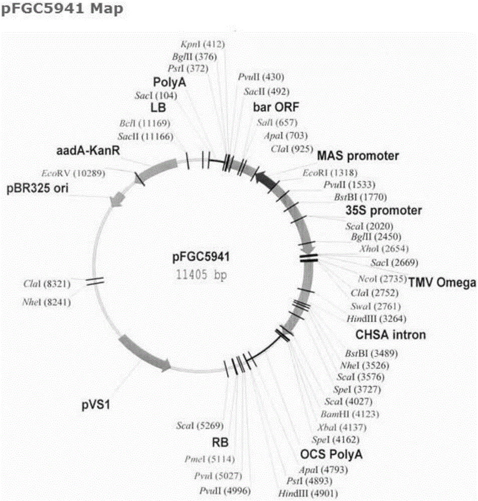 Soybean low-phosphorus-resistance related gene GmACP2, encoded protein and application of GmACP2