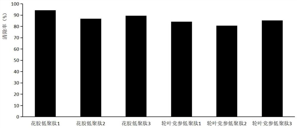 Anti-skin-aging composition containing fish maw and codonopsis lanceolata oligopeptide as well as preparation method and application of anti-skin-aging composition