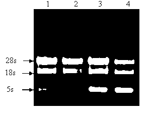Method for efficiently extracting solanaceae seed RNA (Ribonucleic Acid)