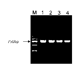 Method for efficiently extracting solanaceae seed RNA (Ribonucleic Acid)
