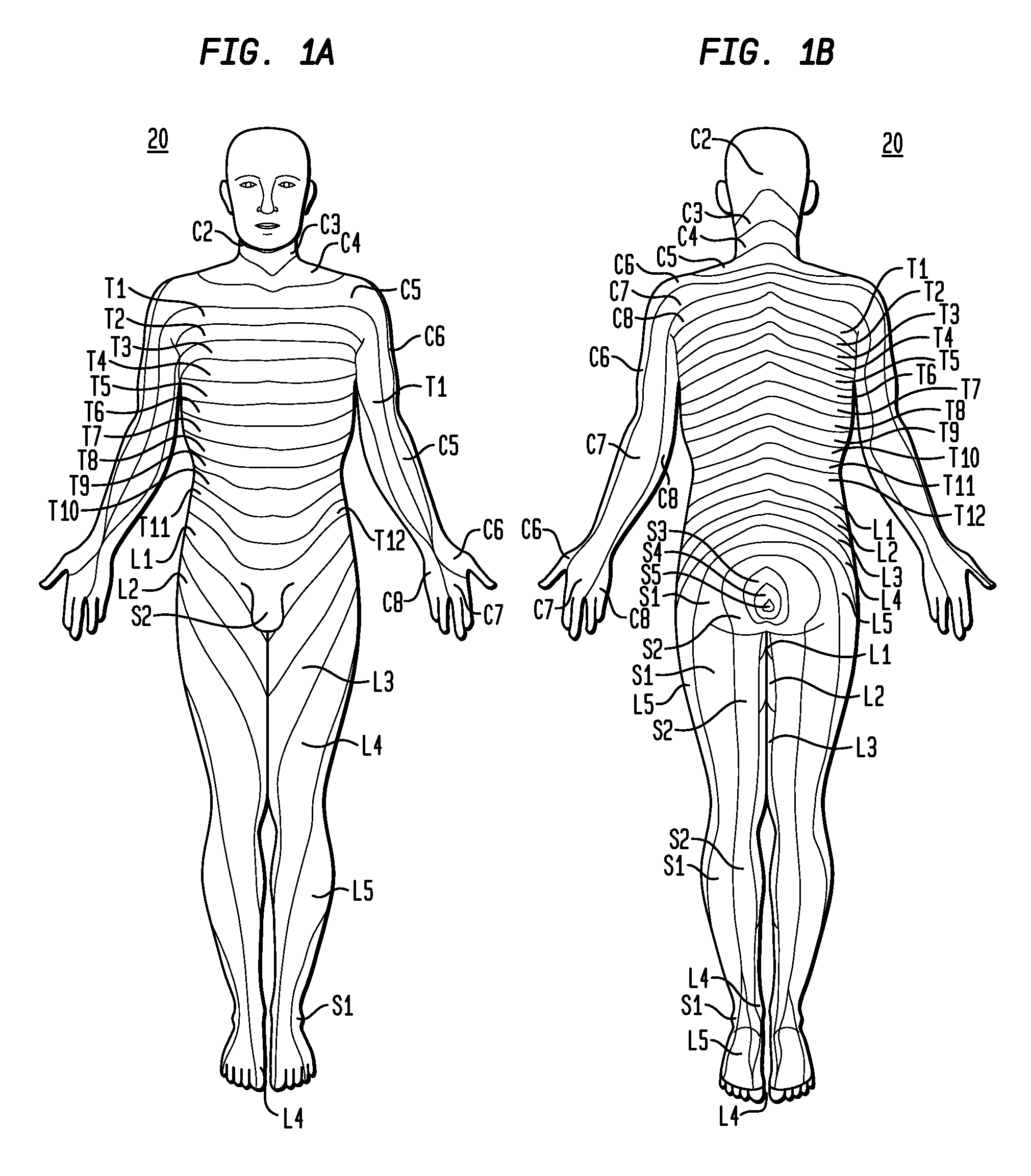 Dermatome stimulation devices and methods