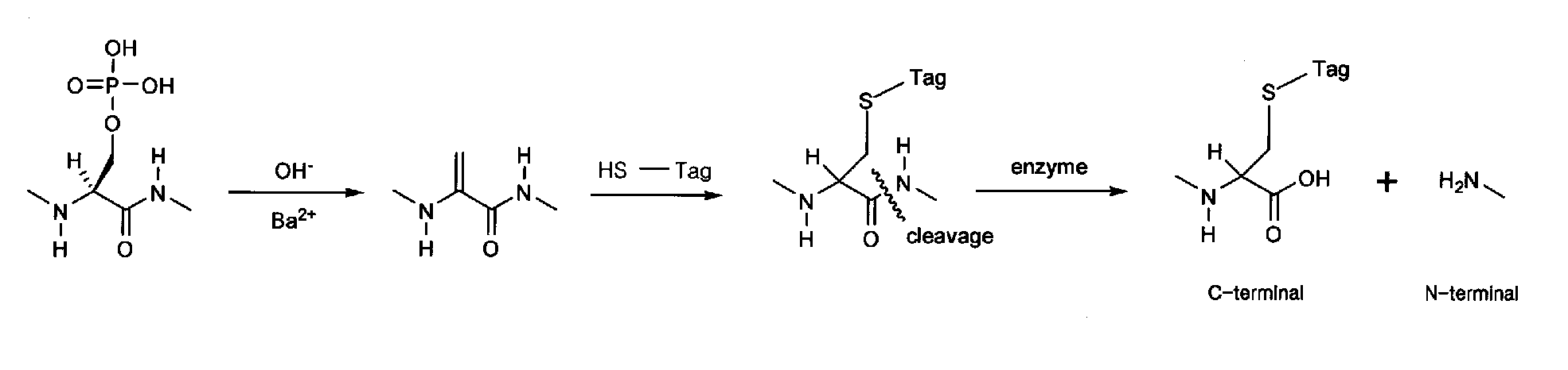 In-Gel Tagging And In-Gel Digestion For Phosphoproteins Analysis And Phosphorylation Site Identification