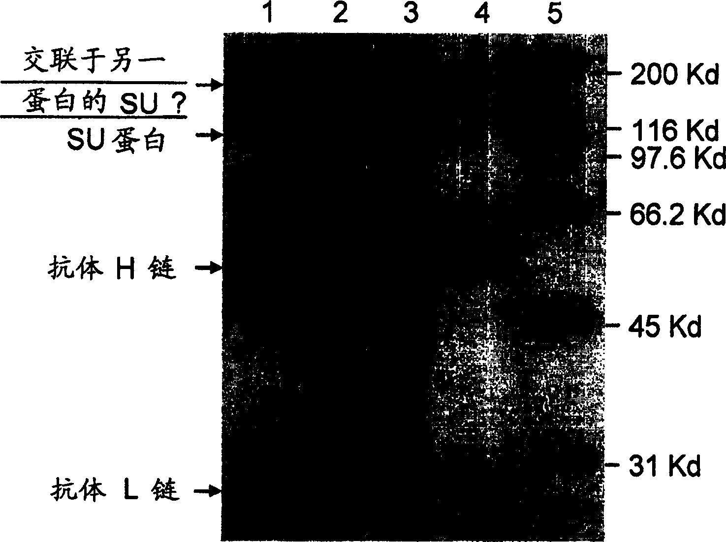 Specific monoclonal antibody against epitope of clygoprotein coding inactivated feline immunodeficiency virus