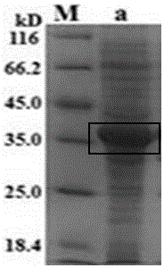 Indirect ELISA (enzyme-linked immuno sorbent assay) detection reagent kit and detection method for bovine-derived pasteurella multocida antibodies