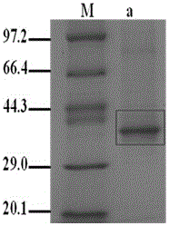 Indirect ELISA (enzyme-linked immuno sorbent assay) detection reagent kit and detection method for bovine-derived pasteurella multocida antibodies
