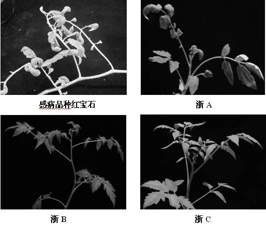 Agrobacterium strain carrying Yunnan tomato leaf curl virus infectious clones and application thereof