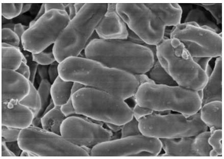 Lactobacillus plantarum RS-09 with high adhesion and applications thereof